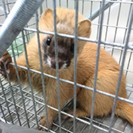 【駆除、捕獲】ハクビシン・アライグマ・イタチにお困りならご相談ください！のサービス写真2