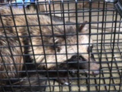 ハクビシン・アライグマ・イタチ駆除のサービス写真