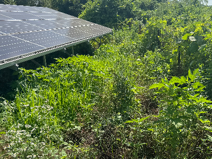 草刈り（草刈り機）のサービス写真