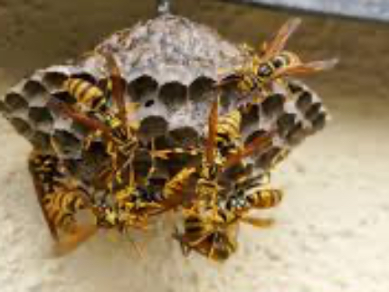 蜂の巣駆除のサービス写真