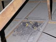 ⭐︎ハクビシン駆除数百件の施工実績あり！完全駆除するまでお付き合いします!!!!のサービスサムネイル写真1