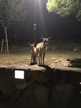 草刈り代行◎どんな場所でも草刈りならお任せ下さい!お庭のお悩みご連絡下さい。のサービスサムネイル写真1