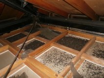 【即日対応可能】侵入口から徹底調査からコウモリ駆除まで当社が全て作業致します！のサービスサムネイル写真1