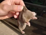 人間の点滴である蜘蛛を確実に駆除しお客様に安全な暮らしを提供できるよう頑張りますのサービスサムネイル写真2