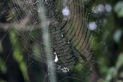 【クレカOK!】もう悩まない!クモを徹底駆除します!のサービスサムネイル写真1