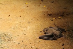 【10年の実績】コウモリにお困りならプロの防除士が在籍する当店にお任せくださいのサービスサムネイル写真1