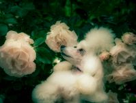 椚店長の出張撮影・カメラマン（家族・成人式・卒業入学）(画像61431-3)