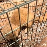 【駆除、捕獲】ハクビシン・アライグマ・イタチにお困りならご相談ください！のサービスサムネイル写真1