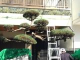 高所作業車が入らず他社で断られた！困った！　小さな植木？ 大丈夫です。お任せ下