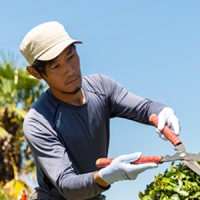 お庭を癒しの空間に！芝張りで美しく、心が和む庭に作り変えてみませんか？